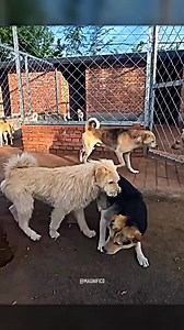 The Day King Charles Proved He Owned the Shelter | Magnifico
