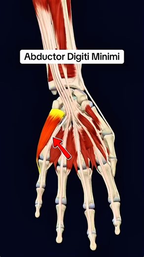 Abductor digiti minimi #muscle #anatomy 💪🖐️ | Dr. Ishtiaque Arafat