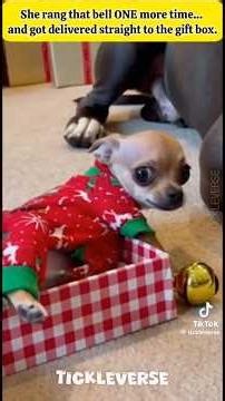 Christmas Eve 🎄 Chaos ! 😳