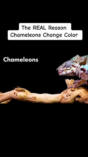 The REAL Reason Chameleons Change Color #animals #learnontiktok #science