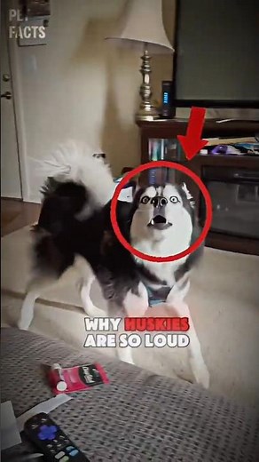 This is why Huskies are so loud...🐺🐾