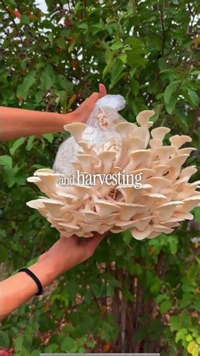 Two ways to learn how to grow mushrooms indoors this summer