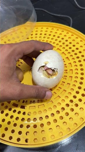 Won’t Believe This… Goose Egg Starts Hatching!