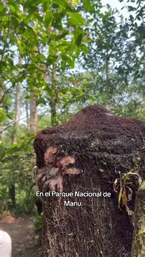 Aracnido terrestre #Pinktoetarantula en el Parque Nacional del Manu. #arácnidos #tarantula #jungletrips