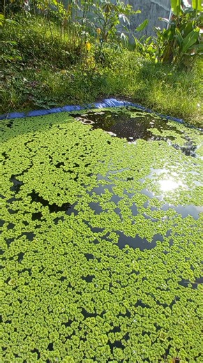 Cek lokasi azolla di pagi hari Budidaya Azolla, Pakan Ayam, Azolla sebagai Pakan Ternak, Cara Budidaya Azolla, Manfaat Azolla, Azolla untuk Pakan Unggas, Budidaya Azolla di Kolam Terpal, Budidaya Azolla di Ember, Pupuk Azolla, Teknik Budidaya Azolla. #BudidayaAzolla #PakanAyam #AzollaSebagaiPakanTernak #CaraBudidayaAzolla #ManfaatAzolla #AzollaUntukPakanUnggas #BudidayaAzollaDiKolamTerpal #BudidayaAzollaDiEmber #PupukAzolla #TeknikBudidayaAzolla | Ruby InFarm
