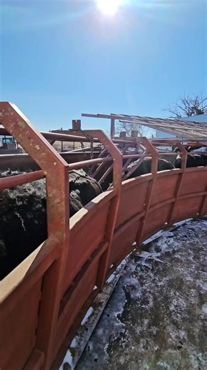 Cows are almost trained. #cow #ranchlife #farming #cowspiracy #cowsofinstagram #animalsofinstagram #animals #amazing #FacebookPage | 1HandnFarming