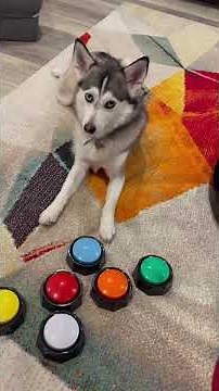 The Smartest Husky Moment Ever 😎
