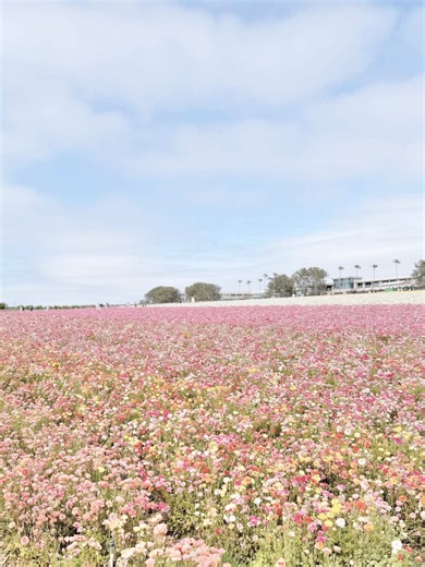 🌸 They’re OPENING TOMORROW! 🌸 The Flower Fields at Carlsbad are back for another season of colorful blooms! Millions of giant ranunculus are about to explode into color across 55 acres 🌈✨ and I can’t think of a better spring kickoff than THIS! Here’s what you can do: 🌷 Walk through endless flower rows 🚜 Hop on a tractor ride 🎶 Catch live music 🍦 Grab bites & drinks 🛍️ Shop cute local vendors 📸 Snap seriously dreamy photos 📍 5704 Paseo Del Norte, Carlsbad, CA 🎟️ Tickets are LIVE! weeke