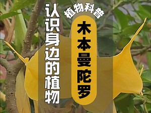 植物科普 I 木本曼陀罗