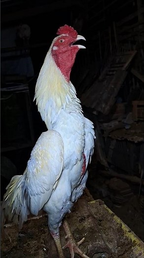 Chicken Sound Effect Daily Routine #rooster #birds #animalsounds