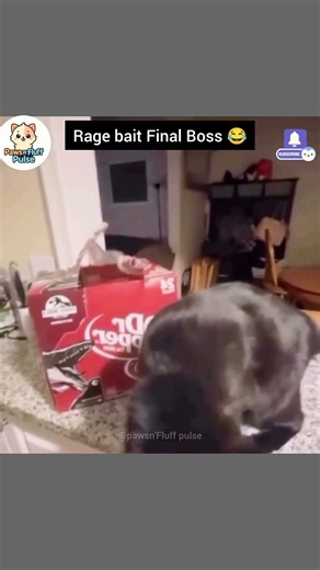 Cats Tried to Fight… But Accidentally Created the Funniest Reaction Comedy Ever 😹🐾