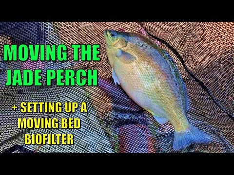 NEW Aquaponics System is FINISHED | Moving the Fish & Setting up Moving Bed Biofilter