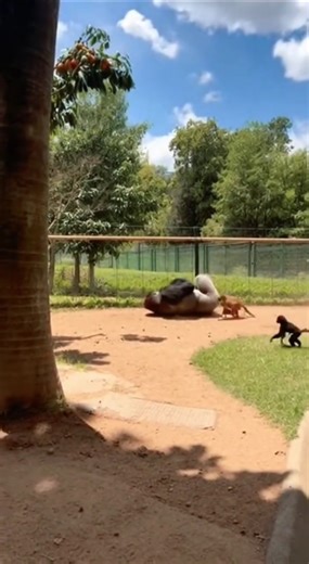 Funniest Wildlife Prank! Gorilla Jumps, Slips, and Gets Teased 😆🌿#funny #gorillatag #animals