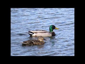 birds and sounds of michigan