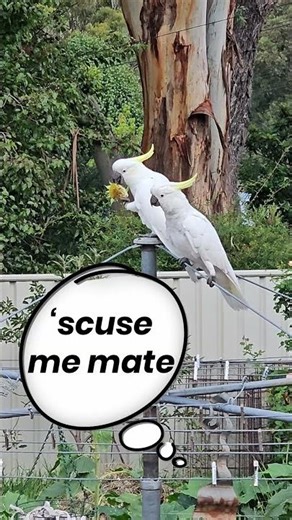 Boss Cocky #peckingorder #cockatoos #Australianslang