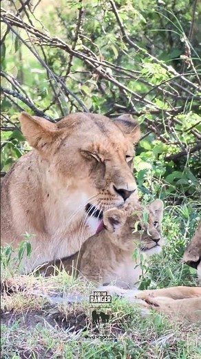 🦁🦁 Cleaning The Cub 🦁🦁 #vivoX300pro #wildlife
