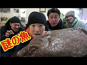 Butcher and eat a high-quality flounder with shark skin!
