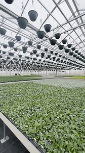11K views · 129 reactions | A look inside a couple of our largest greenhouses! | Corner Market and Greenhouse | Facebook