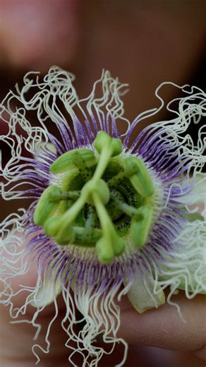 Calm grows on this vine, it’s the passion flower. Its fruit is food and its leaves and flowers are medicine for the mind 🌿 make it into tea to calm the nervous system, ease anxiety, and put you into a deeper sleep. There are lots of different species in this group. The one in my reel is Passiflora edulis — black passion fruit. It’s not the holy grail, but its leaves and flowers still hold plenty of goodness. They help calm the nervous system, ease the mind, and bring the body back into balance.