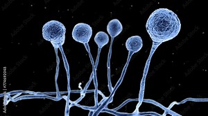 Animation showing Mucor mould, fungi that cause mucormycosis involving skin, nasal sinuses, brain and lungs