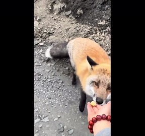 Fox bites traveler hand in Sichuan, China