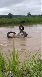 जंगल की नदी में दिखा विशाल अजगर 😱 | Giant Anaconda in Jungle River | #viral Part 1 | Mr Dion