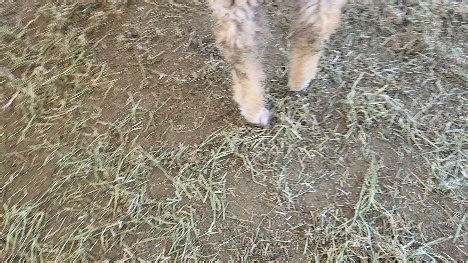 1.4K views · 39 reactions | Reducing the herd lots of darling sheep...