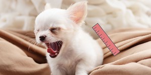 Razas de perros mini toy: qué son, ventajas, inconvenientes y problemas de salud