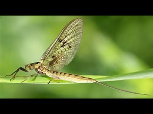 How to tie a Green Drake