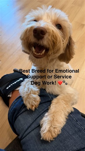 Did you know the Australian Labradoodle was originally bred in the 1980s with the intention of creating a non-shedding service animal? The intention of selecting service animal temperaments from the very beginning and great breeders hand selecting the best temperaments to improve this breed generation after generation has resulted in the MOST reliable temperaments and truly the sweetest dogs on the planet. Visit our website and click on “info” for more info on this incredible breed. Link in bio!