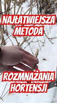 Garden hydrangea propagation - the fastest method from stem cuttings How to root a hydrangea