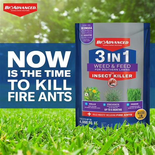 15 reactions | If aggressive fire ants have moved into your lawn, kill them before they multiply with 3-In-1 Weed & Feed Plus Insect Killer. Just one application also kills listed lawn weeds, plus feeds and greens your lawn. Find it at The Home Depot: https://bioadvanced.com/3-in-1-weed-feed-for-southern-lawns-plus-insect-killer.html?typesimpleȨ=1131 | BioAdvanced Science-Based Solutions | Facebook