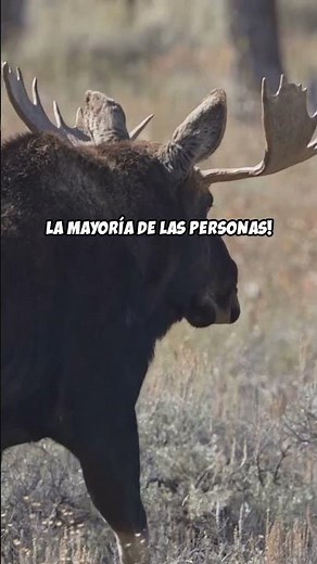 Los Gigantes del Bosque: Secretos Asombrosos de los Alces #curiosidadesanimales