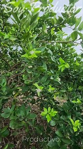 No te voy a decir que gastes en foliares 💸… lo que de verdad nutre al árbol es el abono, porque fortalece desde la raíz y mantiene la producción 🍋🌱. Los foliares solo son un empujón, pero la base está en el suelo 💪. Y si vas a invertir, hazlo bien: usa ácidos húmicos y fúlvicos, ayudan a aprovechar mejor cada peso y activan tu tierra 🌿💧. El campo no espera, pero sí recompensa al que sabe hacerlo bien 👨‍🌾💚 #CampoInteligente #LimónPersa #ProductoresUnidos #AgriculturaSustentable | Soy Pro