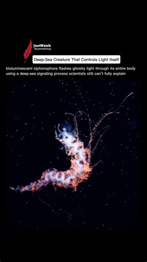 JustWatch | Follow @justwatchog for more mind-blowing facts from the deepest parts of our planet. Siphonophores are some of the strangest organisms... | Instagram