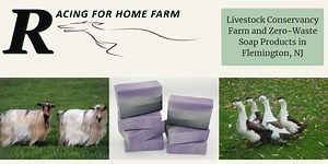 Magpie Ducks, Ducklings for Sale in NJ — Racing for Home Farm