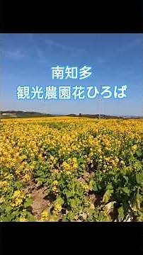 観光農園花ひろば🏵️３月は菜の花が見ごろ🏞️