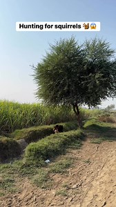 1.5M views · 1.8K reactions | Hunting for squirrels ️ #squirrels #hunting #Hunter #animals #amazing #farming | Farmer hunter | Facebook