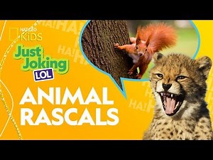 Animal Rascals | Just Joking—LOL