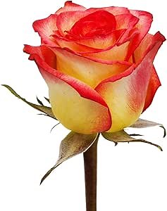 Bloomingmore | Fresh Cut Flowers | Natural Assorted Yellow/Red Roses | 125 Stems - 20 in | Home, Office, Wedding Decor, DIY, Party Event, Housewarming, Teacher and Engagement