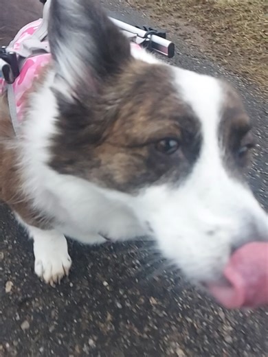 Slow Motion Corgi Showcase with DERP Ending