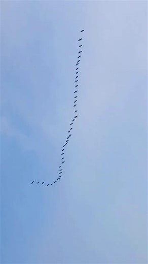 Flock of birds🕊️ migrating in a V-formation across a clear sky #flockofbirds #migration
