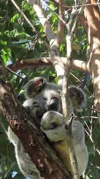 Meet Momo one of the handsome male koalas that lives at koala gardens #wildlife #australia