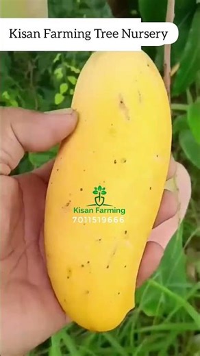 All varieties of mango plants are available.