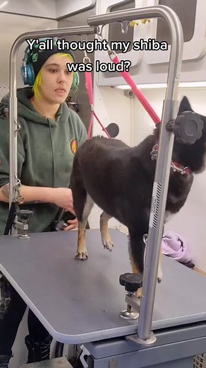 Shiba Inu Screaming Compilation - Funny and Cute Moments