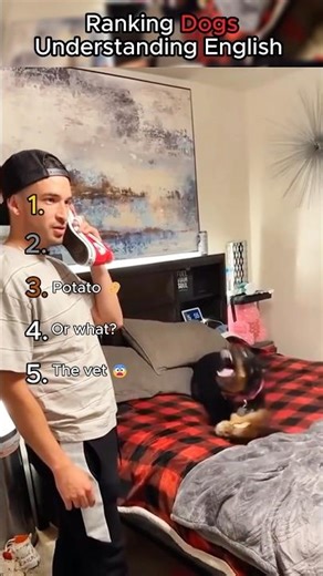 Ranking Dogs Understanding English