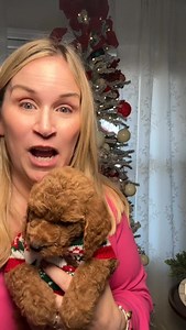 Goldendoodle or teddy bear? #goldendoodle_daily #goldendoodle #thedoodhouse #minigoldendoodlesofig #minigoldendoodlesofinstagram | The Dood House