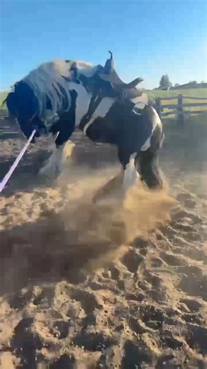 3.8K views · 55 reactions | What happens when you take a 4 year old stallion out of the pasture and figure he’s quiet enough to be saddled his first day 藍 Video from early spring, he doesn’t do this anymore I promise 﫣 | Dancyland Ranch | Facebook