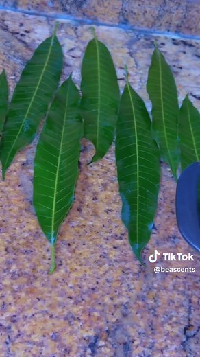 Mango Leaves for Kidney Stones: Herbal Treatment Guide