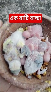 এক বাটি বাচ্চা🐦🥰#birds #video #shorts